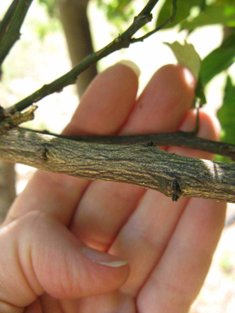              Second - third year twig (Winter Haven, FL)       